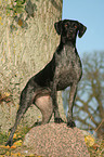 German Wirehaired Pointer