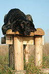lying German Wirehaired Pointer