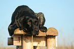 lying German Wirehaired Pointer