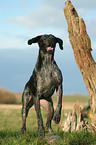 barking German Wirehaired Pointer