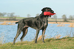 German Wirehaired Pointer