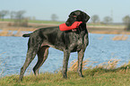 German Wirehaired Pointer