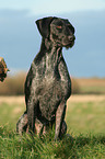 sitting German Wirehaired Pointer