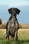 sitting German Wirehaired Pointer