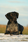 lying German Wirehaired Pointer