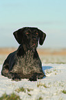 lying German Wirehaired Pointer