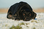 lying German Wirehaired Pointer