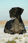 lying German Wirehaired Pointer