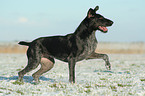 German Wirehaired Pointer