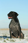 sitting German Wirehaired Pointer