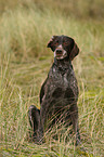 sitting German wirehaired