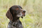 German wirehaired portrait