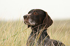 German wirehaired portrait