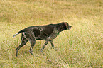 German wirehaired