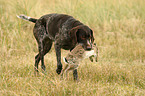 German wirehaired