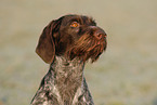 German wirehaired Pointer