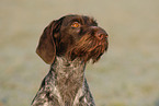 German wirehaired Pointer