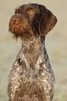 German wirehaired Pointer