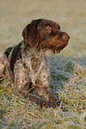 German wirehaired Pointer