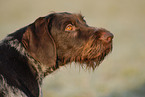 German wirehaired Pointer