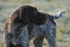 German wirehaired Pointer