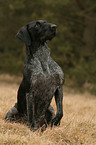 German Wirehaired Pointer