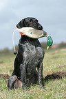 German wirehaired Pointer