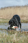 German wirehaired Pointer