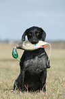 German wirehaired Pointer