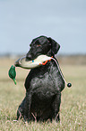 German wirehaired Pointer