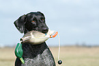 German wirehaired Pointer