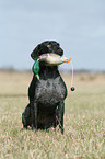 German wirehaired Pointer