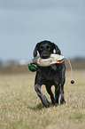 German wirehaired Pointer