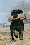 German wirehaired Pointer