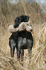 German wirehaired Pointer