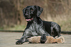 German Wirehaired Pointer
