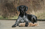German Wirehaired Pointer