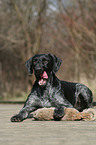 German Wirehaired Pointer