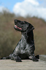 German Wirehaired Pointer