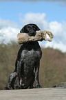 German wirehaired Pointer