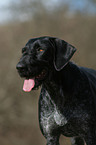 German Wirehaired Pointer