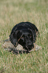 German Wirehaired Pointer