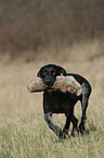 German wirehaired Pointer