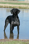 German wirehaired Pointer