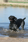 German wirehaired Pointer