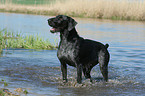 German wirehaired Pointer