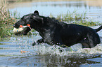 German wirehaired Pointer