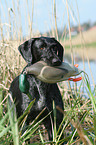 German wirehaired Pointer