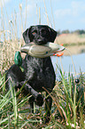 German wirehaired Pointer