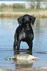 German wirehaired Pointer